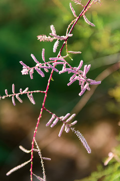 红柳花枝