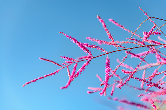 柽柳花枝