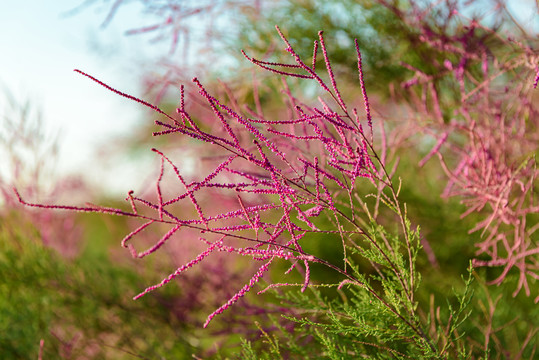 红柳开花