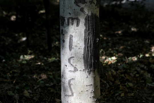 树木刻痕