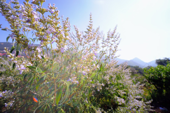 天然蜜源植物荆条花