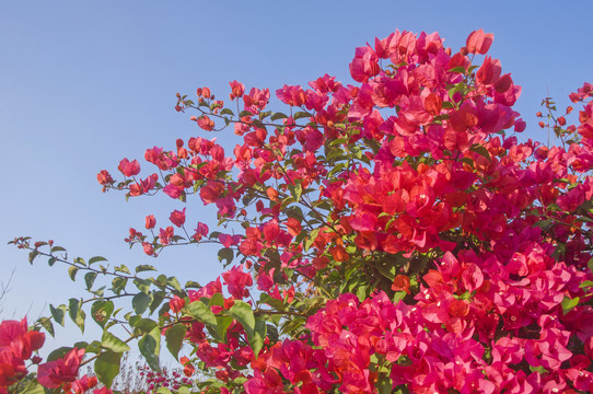 三角花花丛