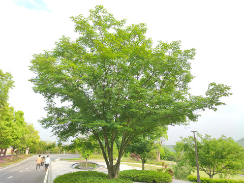 青枫鸡爪槭园林树