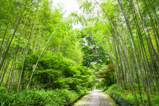 竹林小道