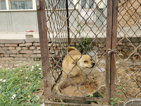 笼子里的土狗