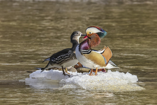 野鸳鸯