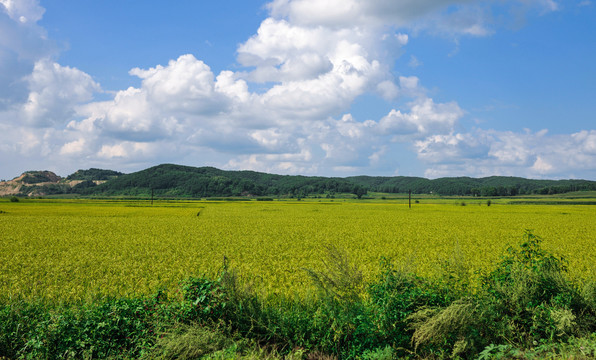 稻田田野天空素材