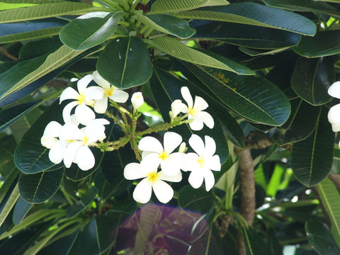 鸡蛋花