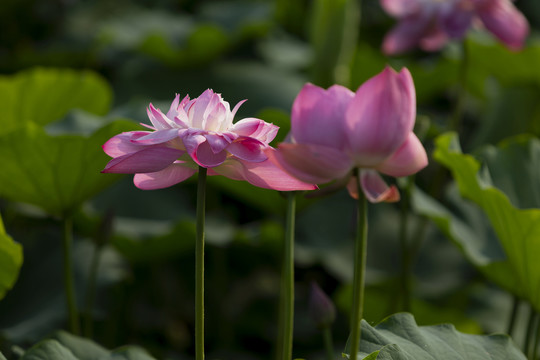 光影荷花绿叶