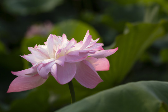 荷花绿叶