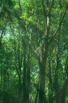 丁达尔光线的树林