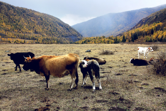北疆牛群