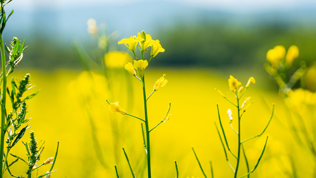 油菜花