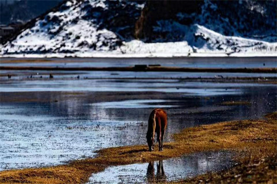 湿地