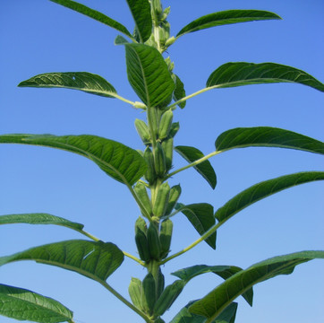 芝麻荚