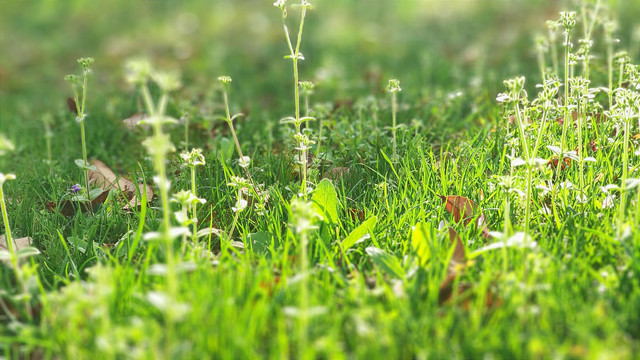 萋萋芳草地