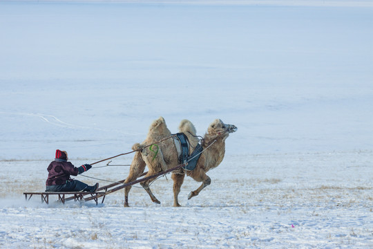 雪地草原骆驼雪橇