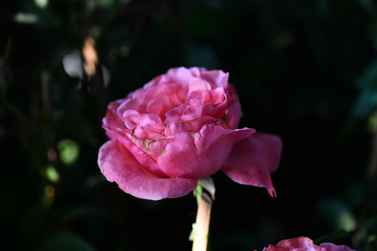 野玫瑰