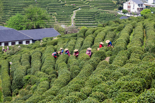 杭州龙井茶园