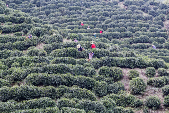 杭州龙井茶园