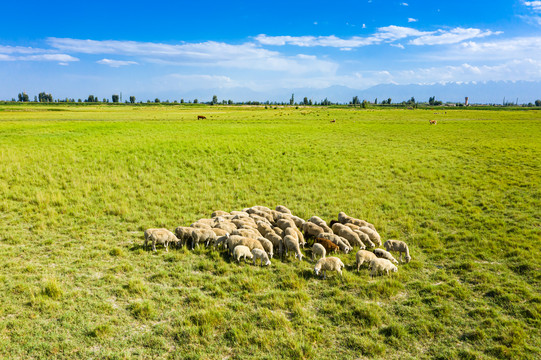 农村小片牧场羊群