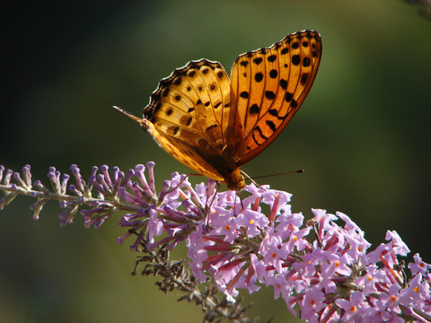 吸食花蜜的一只斐豹蛱蝶