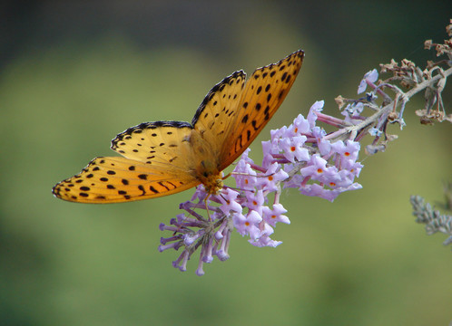 吸食花蜜的一只斐豹蛱蝶