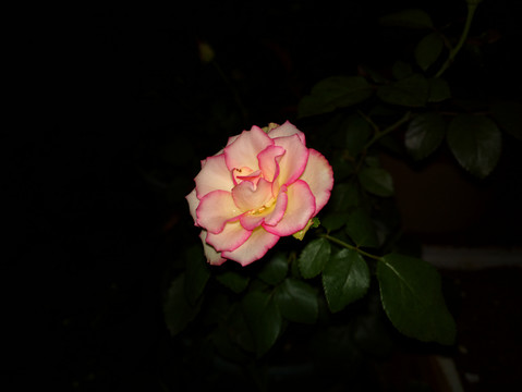 月季花