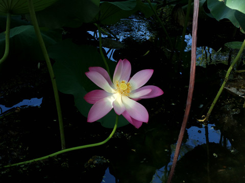 荷花