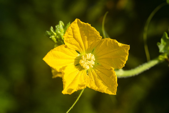 丝瓜花