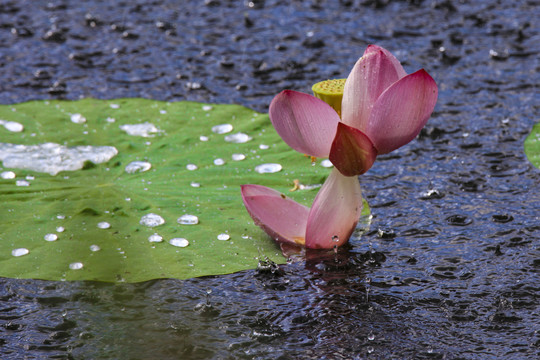 莲花荷花荷塘花瓣雨中亭立清廉