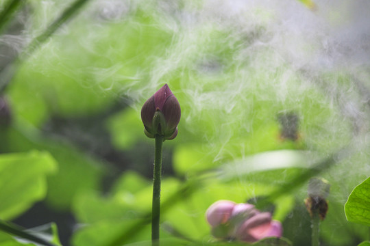 莲花荷花荷塘花瓣雨中清廉烟