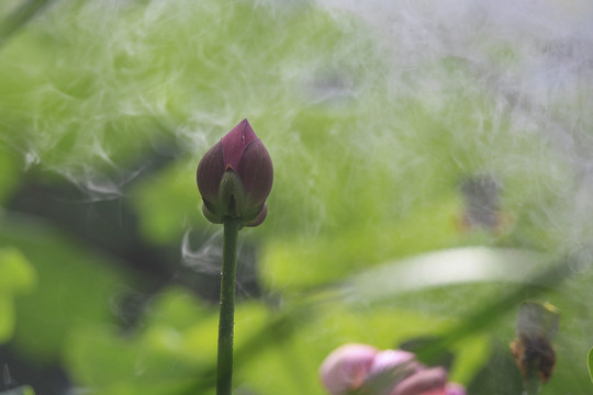 莲花荷花荷塘花瓣雨中清廉烟