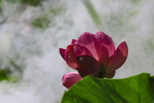 莲花荷花荷塘花瓣雨中清廉烟