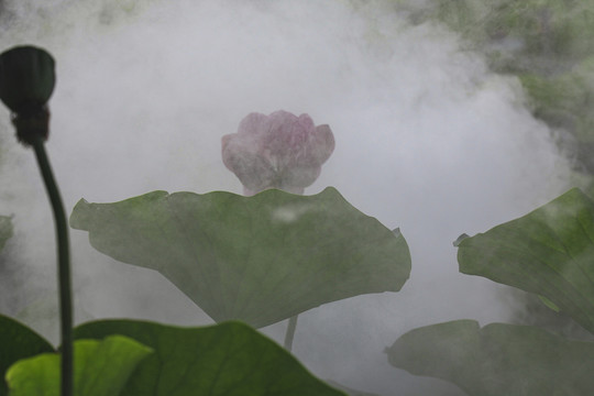 莲花荷花荷塘花瓣雨中清廉烟