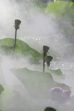 莲花荷花荷塘花瓣雨中亭立清廉