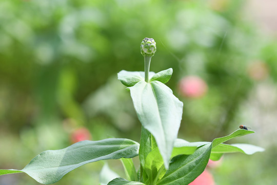 一朵百日菊花骨朵与茎叶