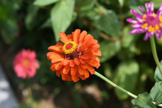 一朵盛开橙红色的百日菊花