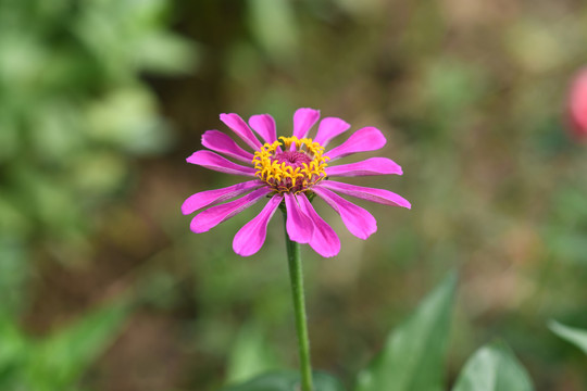 一朵盛开的粉色的百日菊花