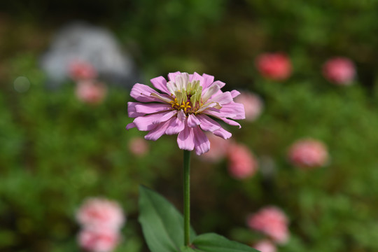 一枝藕合色百日菊花与枝叶