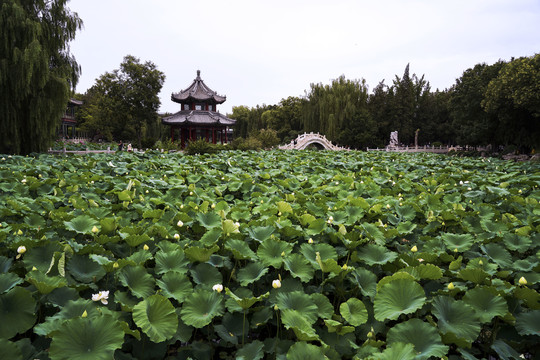 古莲花池