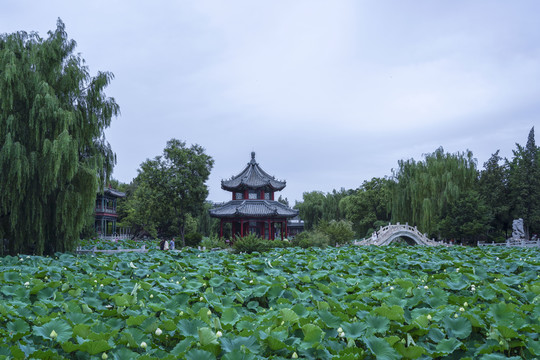 保定古莲花池