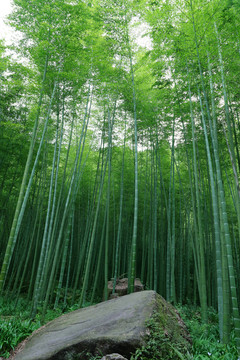 竹林风景