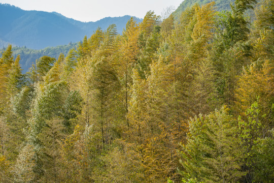 塔川村竹林