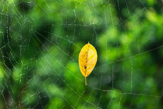 树叶掉落在蜘蛛网中