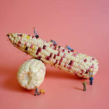 小人国的玉米