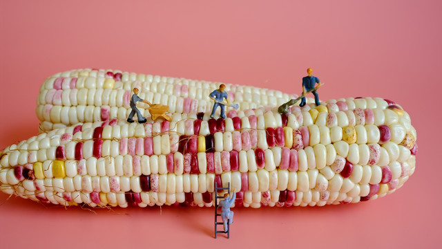 小人国生产玉米