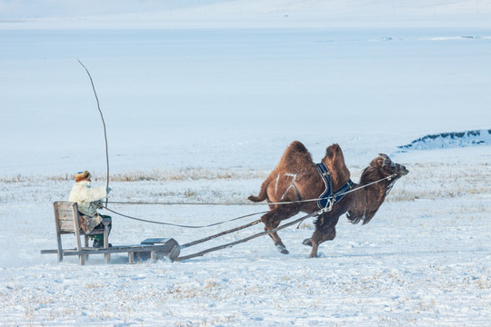 雪地雪原骆驼雪橇