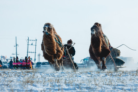 冬季雪地骆驼雪橇比赛