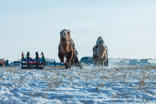 冬季骆驼雪橇比赛